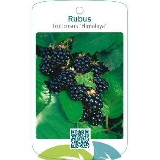 Rubus fruticosus ‘Himalaya’