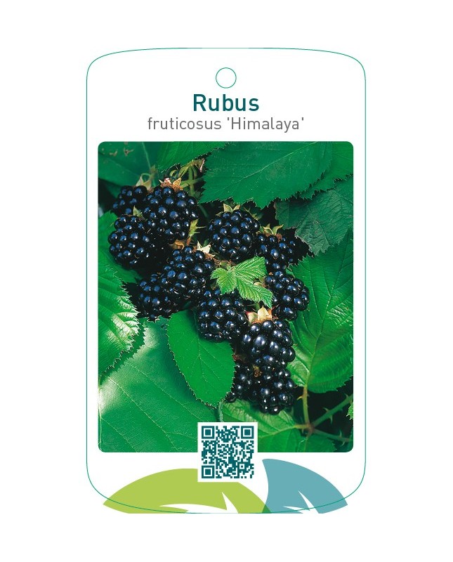 Rubus fruticosus ‘Himalaya’