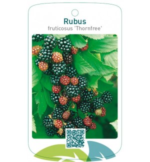 Rubus fruticosus ‘Thornfree’