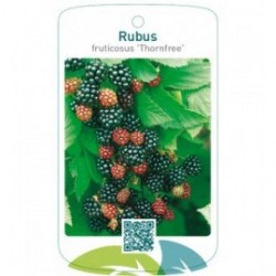 Rubus fruticosus ‘Thornfree’