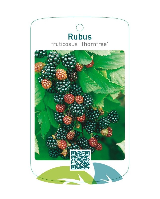 Rubus fruticosus ‘Thornfree’
