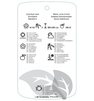 Etichette di Rubus fruticosus ‘Thornfree’ *