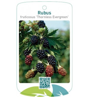 Rubus fruticosus ‘Thornless Evergreen’