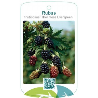 Rubus fruticosus ‘Thornless Evergreen’