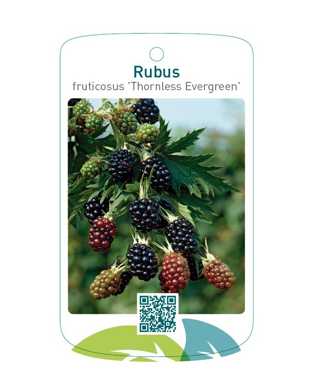 Rubus fruticosus ‘Thornless Evergreen’