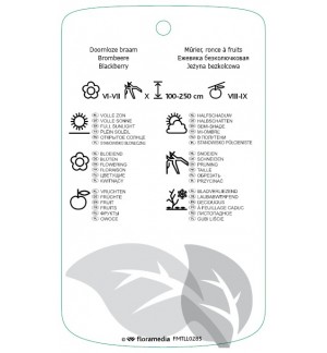 Etichette di Rubus fruticosus ‘Thornless Evergreen’ *