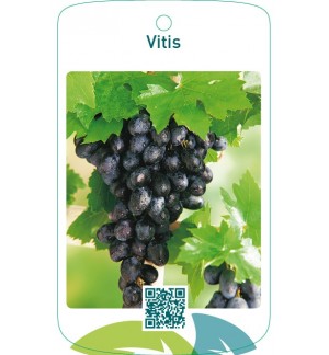 Vitis  blauw