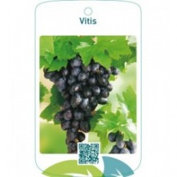 Vitis  blauw