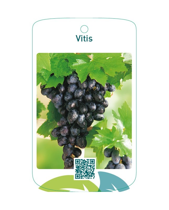 Vitis  blauw