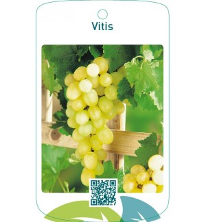 Vitis  wit
