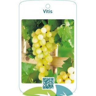 Vitis  wit