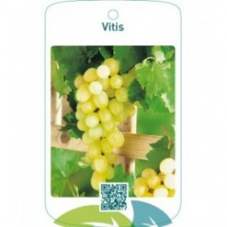 Vitis  wit