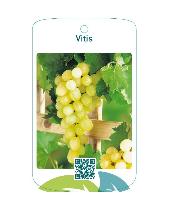 Vitis  wit