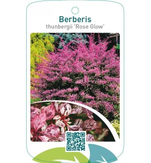 Berberis thunbergii ‘Rose Glow’