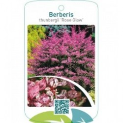 Berberis thunbergii ‘Rose Glow’