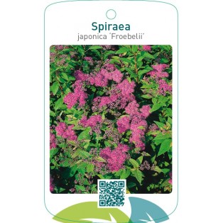 Spiraea japonica ‘Froebelii’