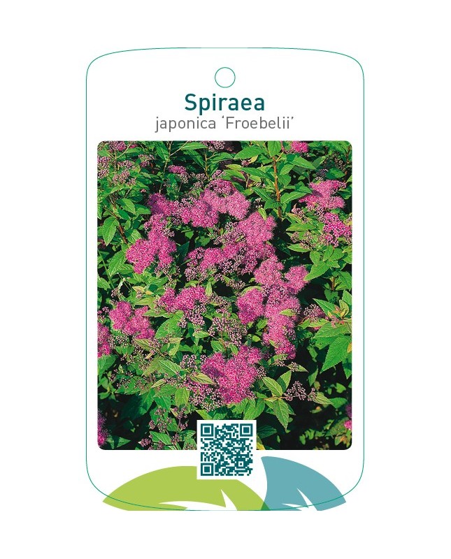Spiraea japonica ‘Froebelii’