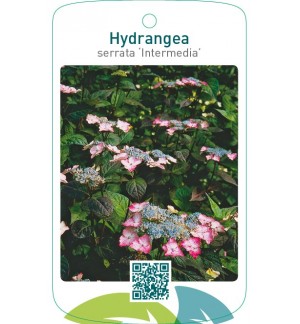 Hydrangea serrata ‘Intermedia’
