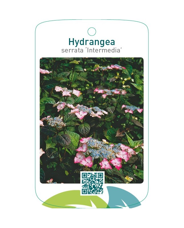 Hydrangea serrata ‘Intermedia’
