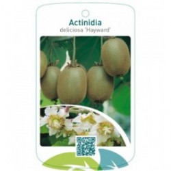 Actinidia deliciosa ‘Hayward’