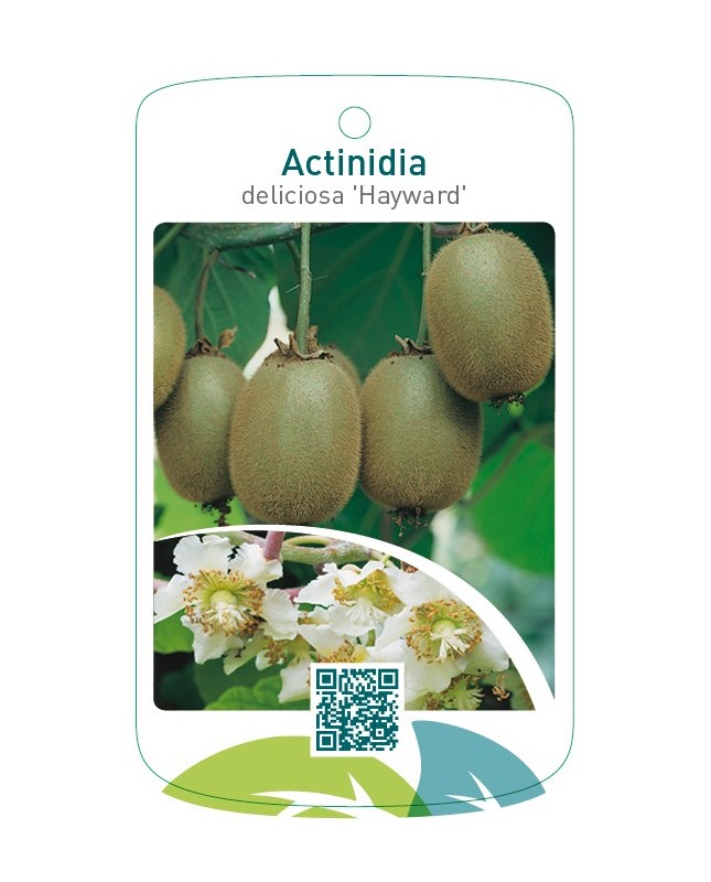 Actinidia deliciosa ‘Hayward’