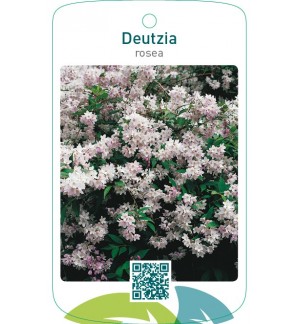 Deutzia rosea