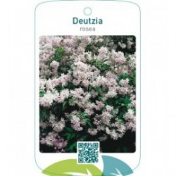 Deutzia rosea