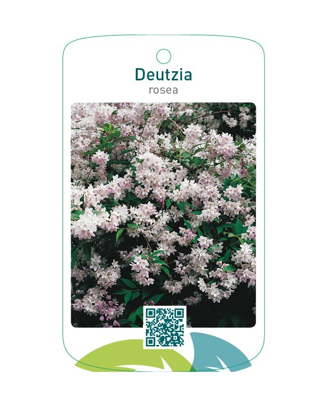 Deutzia rosea