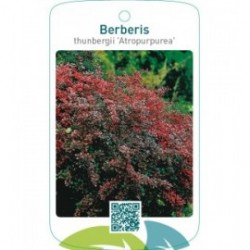 Berberis thunbergii ‘Atropurpurea’
