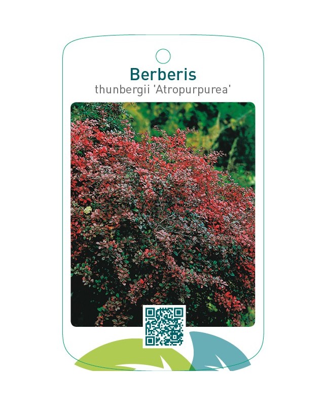 Berberis thunbergii ‘Atropurpurea’