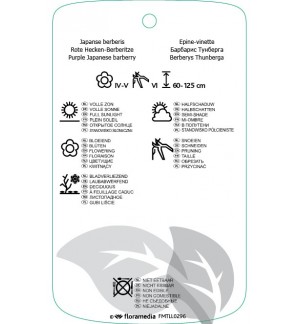 Etichette di Berberis thunbergii ‘Atropurpurea’ *