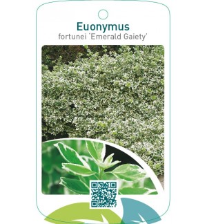 Euonymus fortunei ‘Emerald Gaiety’