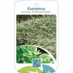 Euonymus fortunei ‘Emerald Gaiety’