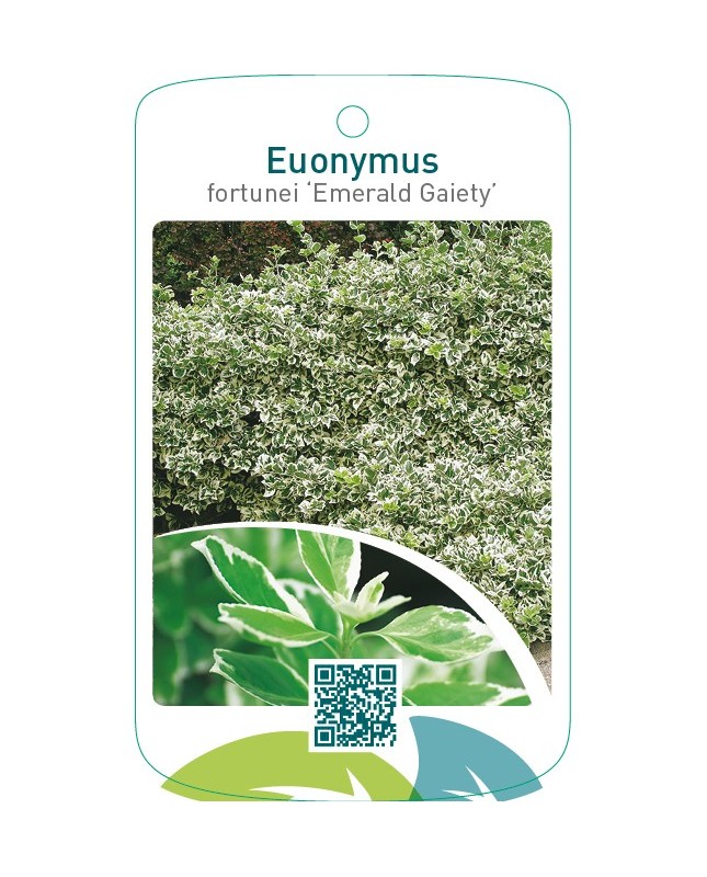 Euonymus fortunei ‘Emerald Gaiety’