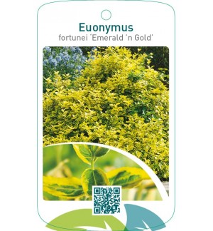 Euonymus fortunei ‘Emerald ’n Gold’