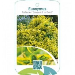 Euonymus fortunei ‘Emerald ’n Gold’