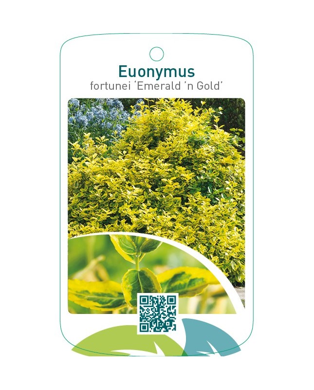 Euonymus fortunei ‘Emerald ’n Gold’