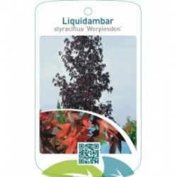 Liquidambar styraciflua ‘Worplesdon