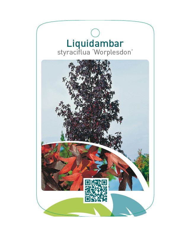 Liquidambar styraciflua ‘Worplesdon