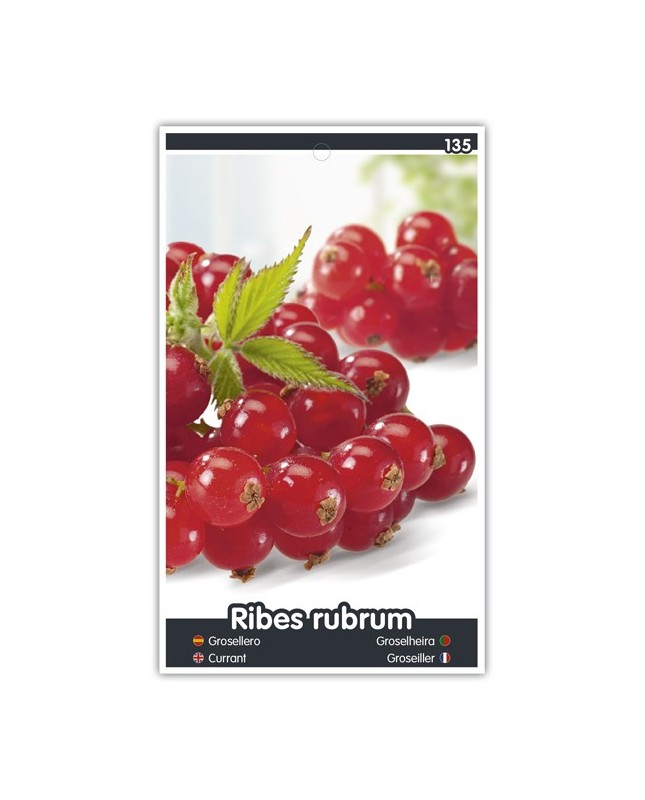Grosellero (rojo)