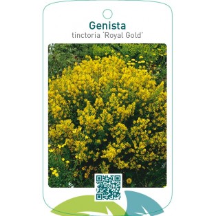 Genista tinctoria ‘Royal Gold’