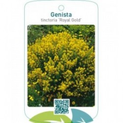 Genista tinctoria ‘Royal Gold’