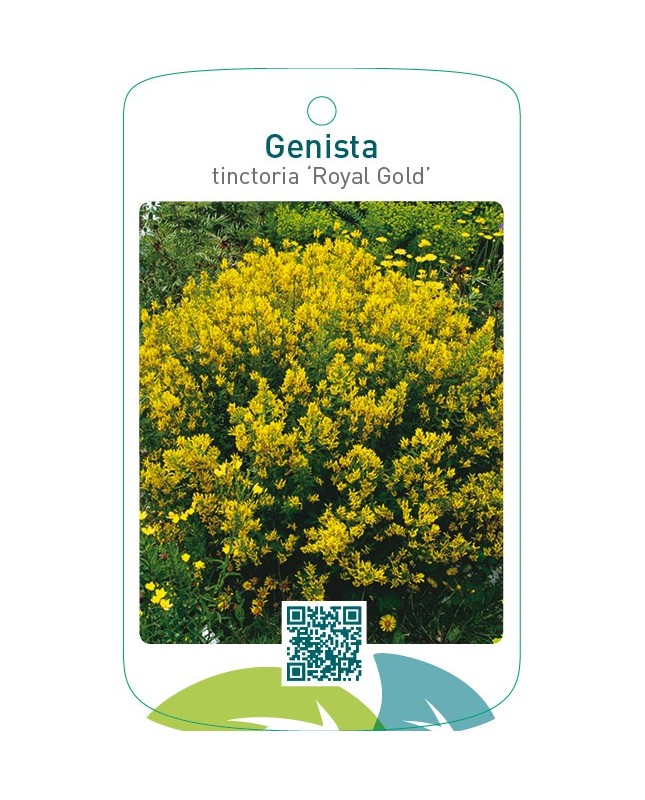 Genista tinctoria ‘Royal Gold’