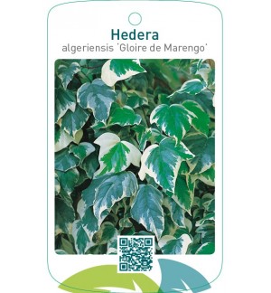 Hedera algeriensis ‘Gloire de Marengo’