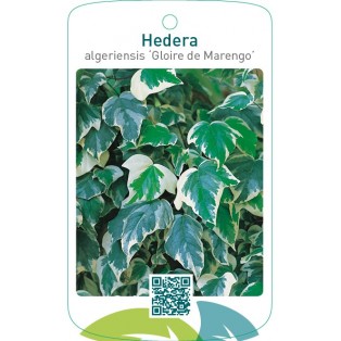 Hedera algeriensis ‘Gloire de Marengo’