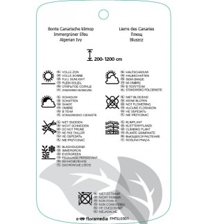 Etichette di Hedira algeriensis ‘Gloire di Marengo’ *