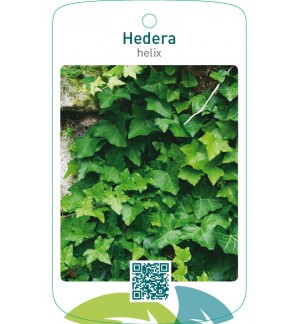 Hedera helix