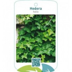 Hedera helix