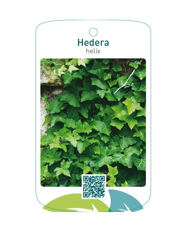 Hedera helix