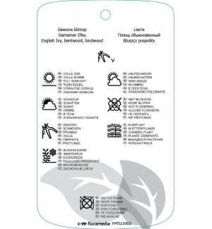 Etichette di Hedira helix *